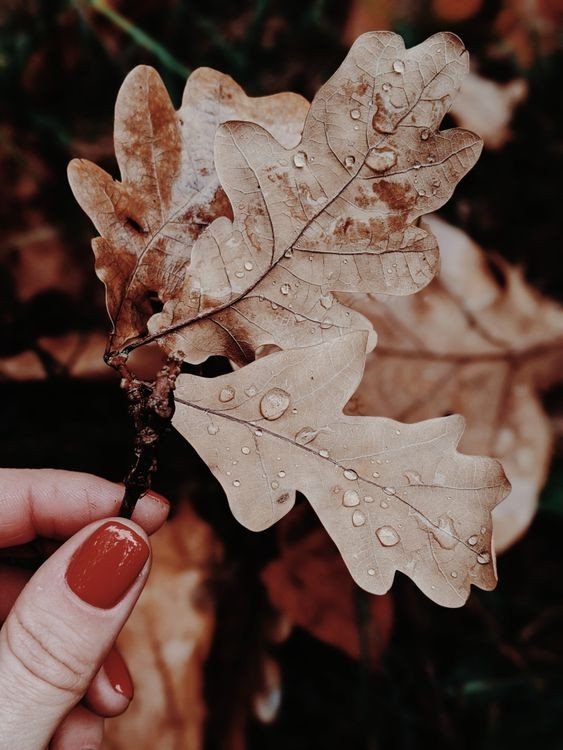 Chocolate Brown Earthy Nail Ideas example for Earthy nail inspo ideas