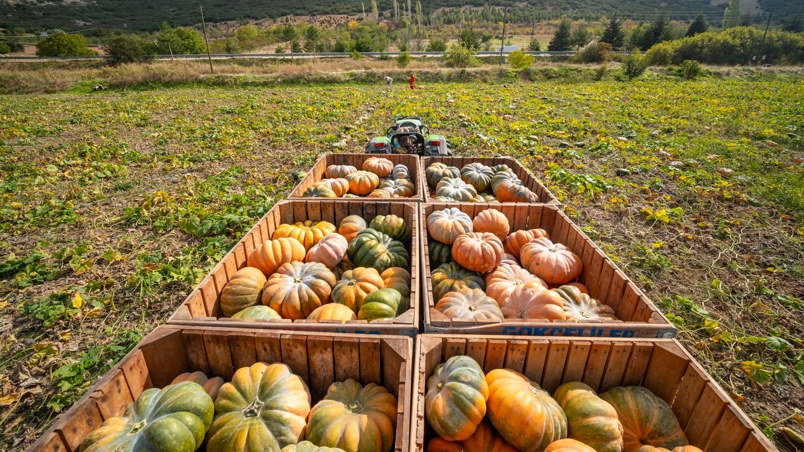 terracotta pumpkin decor ideas — Why Terracotta Pumpkins Are Trending