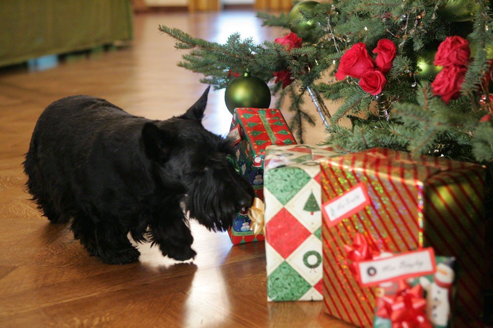 Family-Friendly White Elephant Gifts for White elephant gift ideas