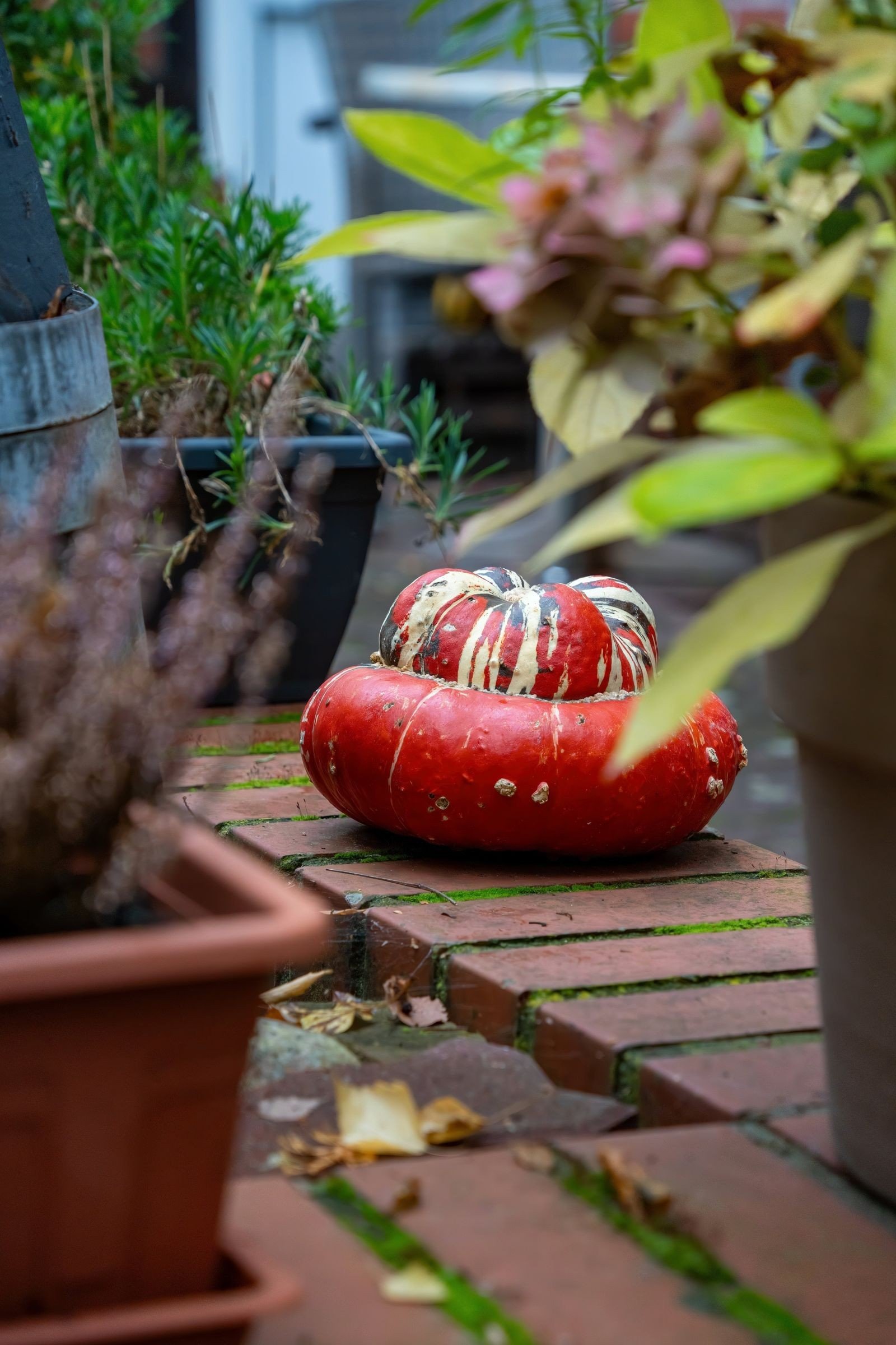 terracotta pumpkin decor ideas — Creating a Cohesive Whole-Home Look