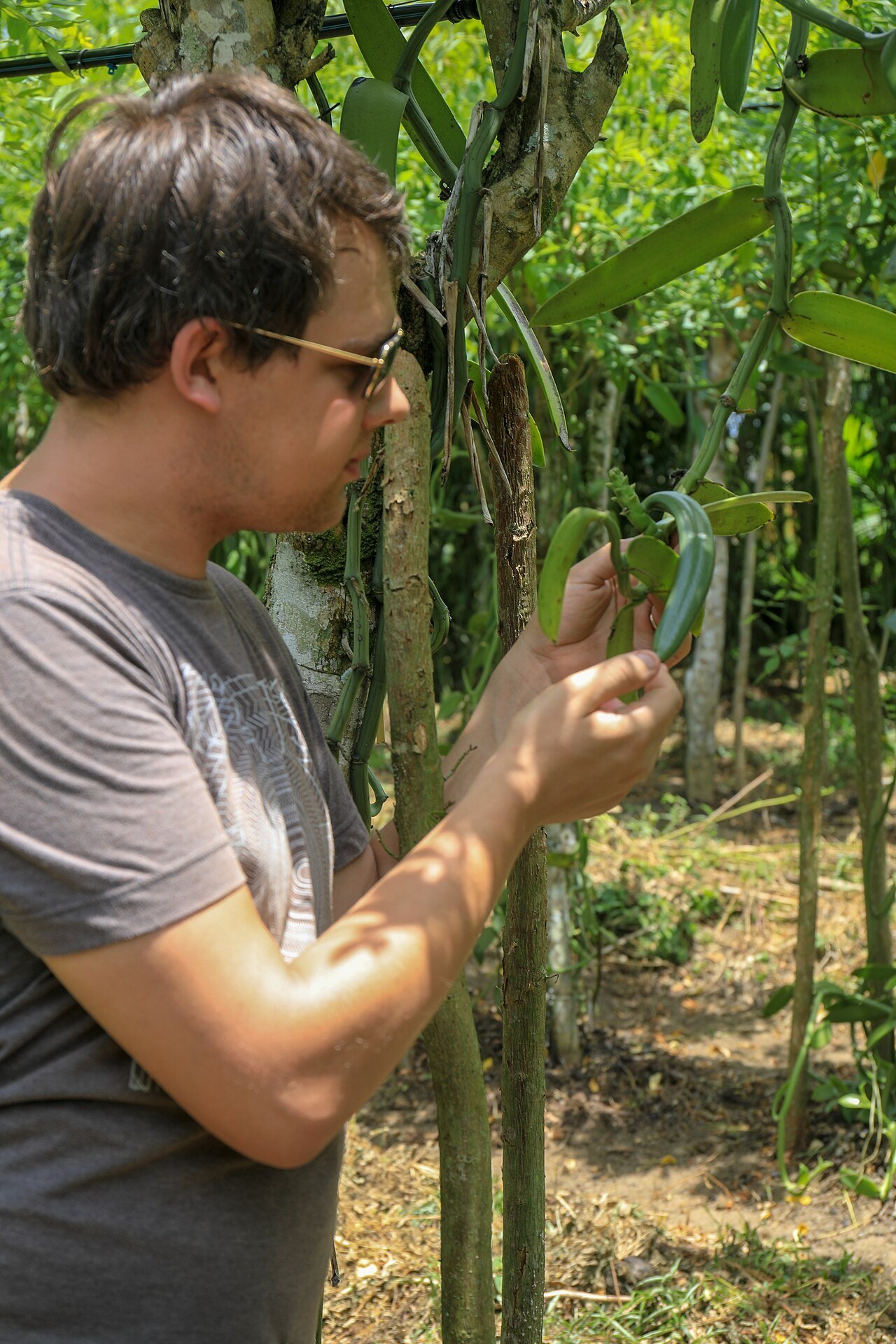 Fresh vanilla pods growing on the vine