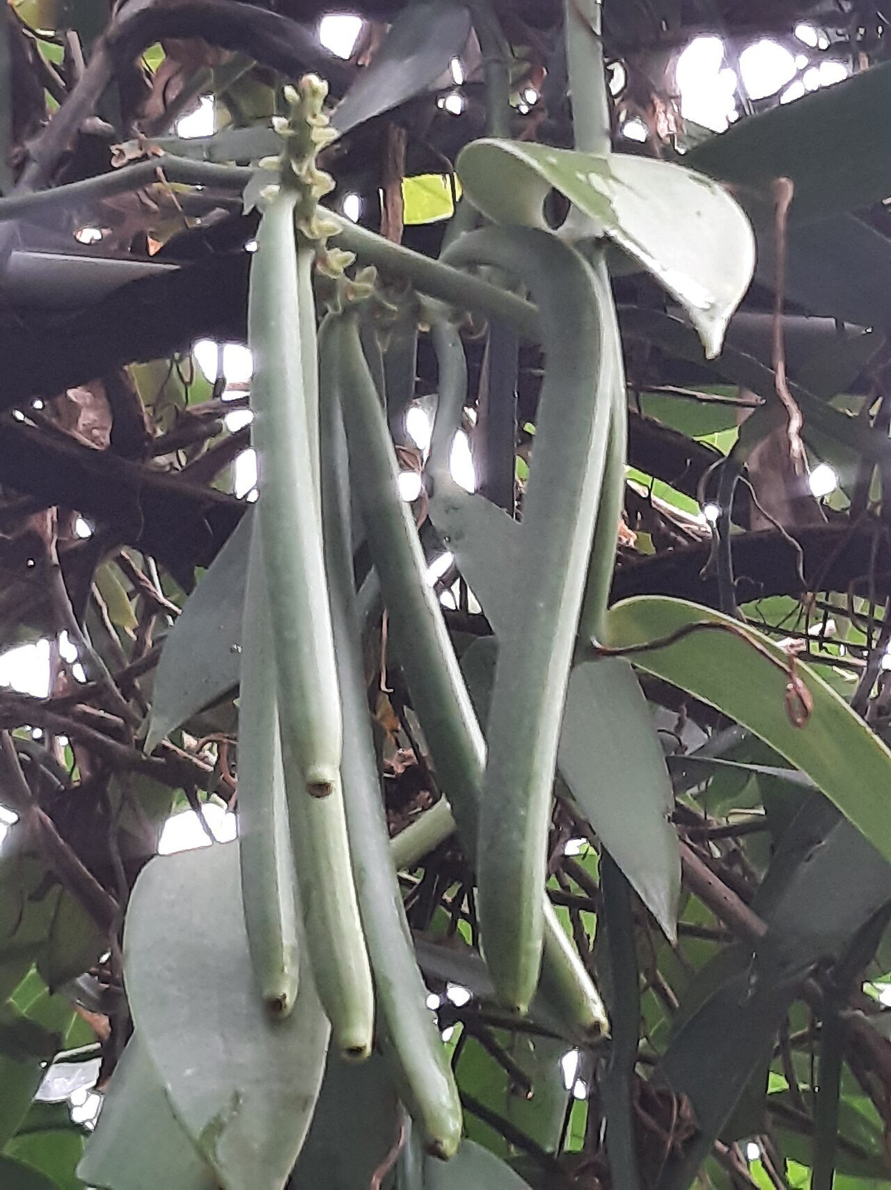 Vanilla orchid pod photographed in a botanical garden
