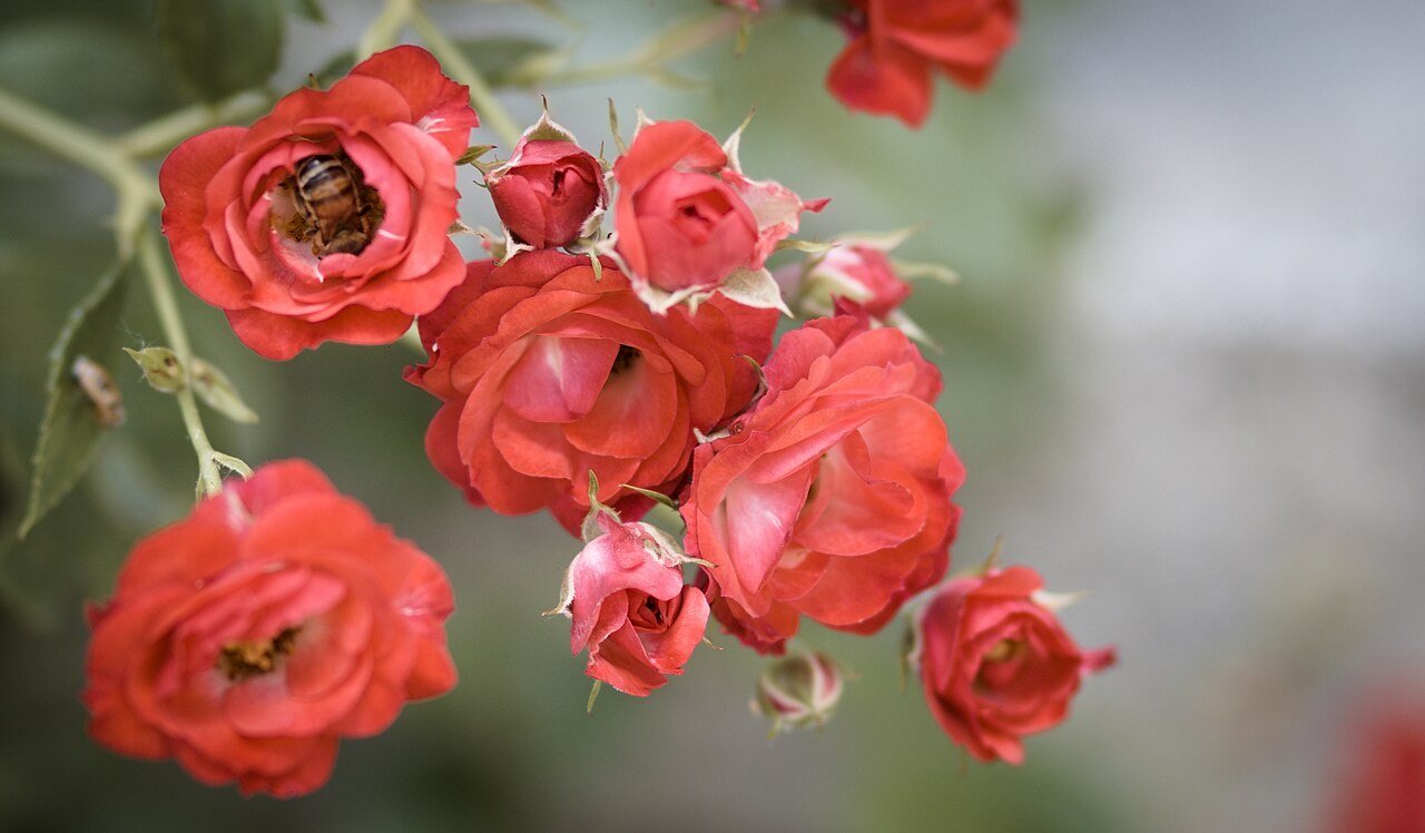 A branch with red roses with a bee