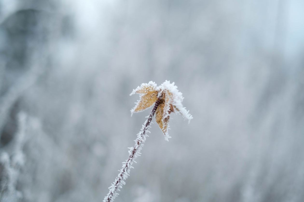 A frosty close-up of a leaf covered in ice crystals, capturing the essence of winter
