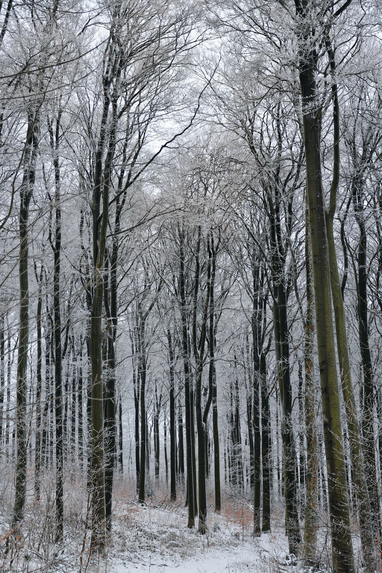 An enchanting snow-covered forest showcasing tall, frosty trees in a serene winter landscape