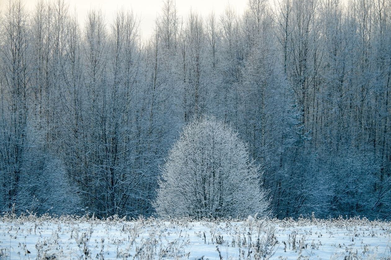 A serene winter forest scene with snow-covered trees and frosted branches