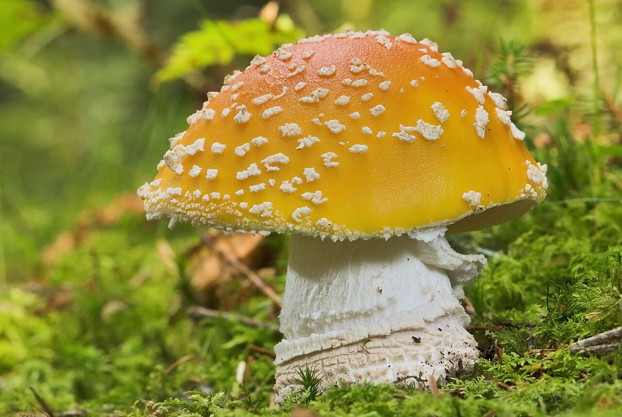 Clusters of wild mushrooms on the autumn forest floor