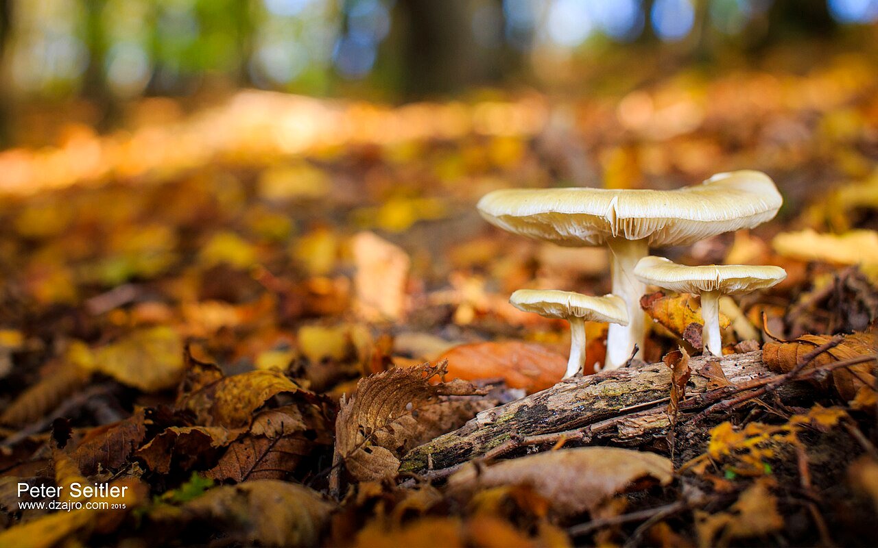 Small mushrooms growing on the autumn forest floor