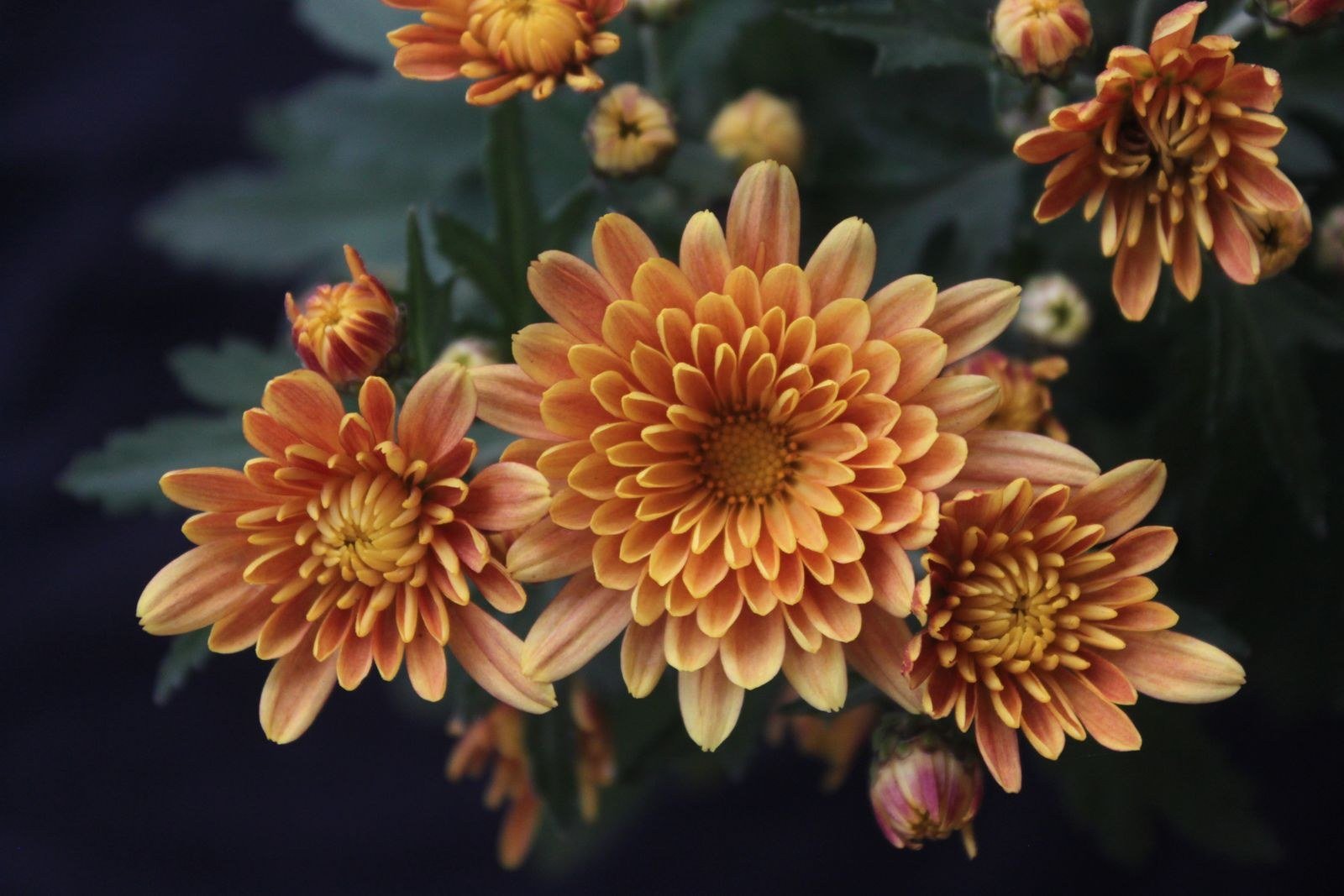 Tools and Materials You Will Need for DIY Thanksgiving centerpieces ideas