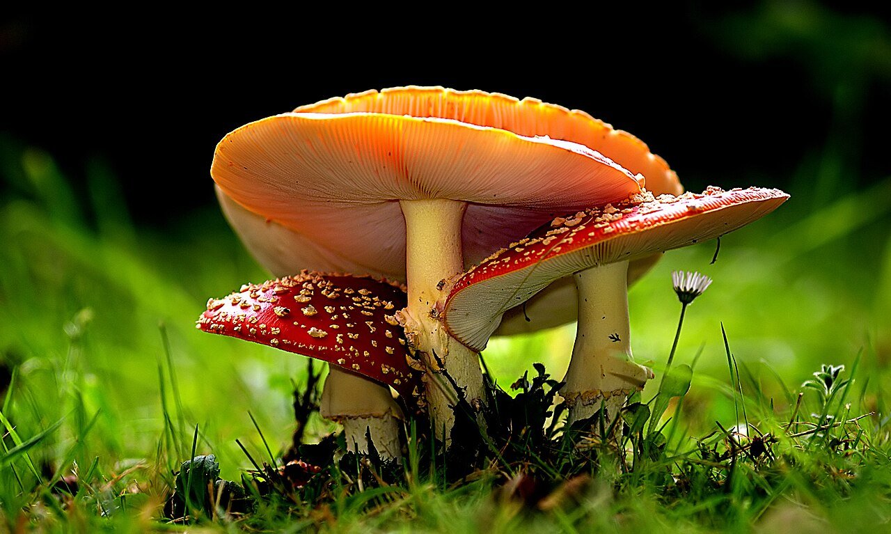 Cluster of red fly agaric mushrooms in green grass