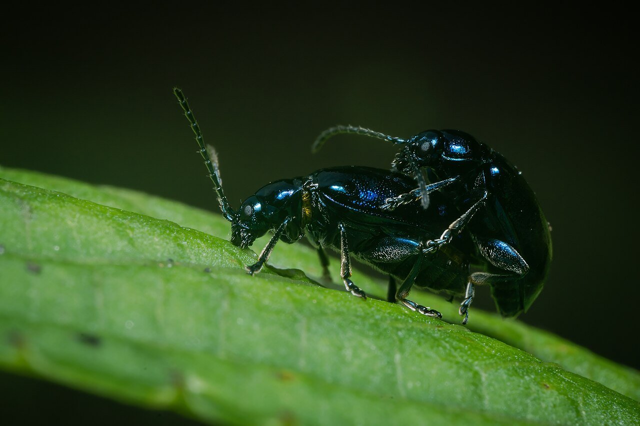 Glossy dark beetle on a green leaf