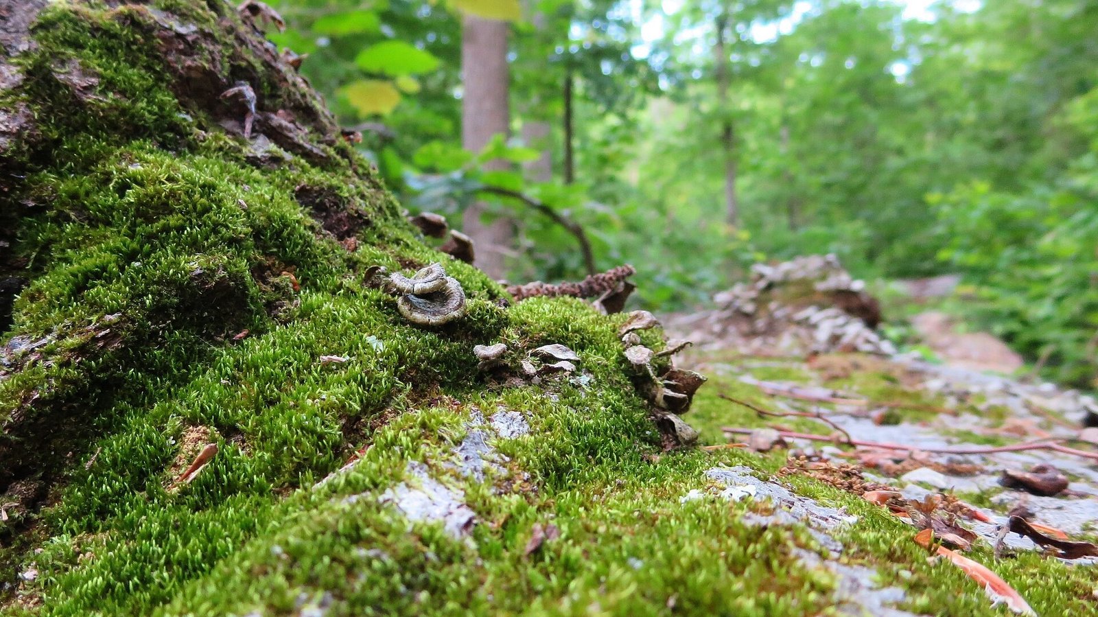 Flickering candles nestled in moss on a wedding table at dusk