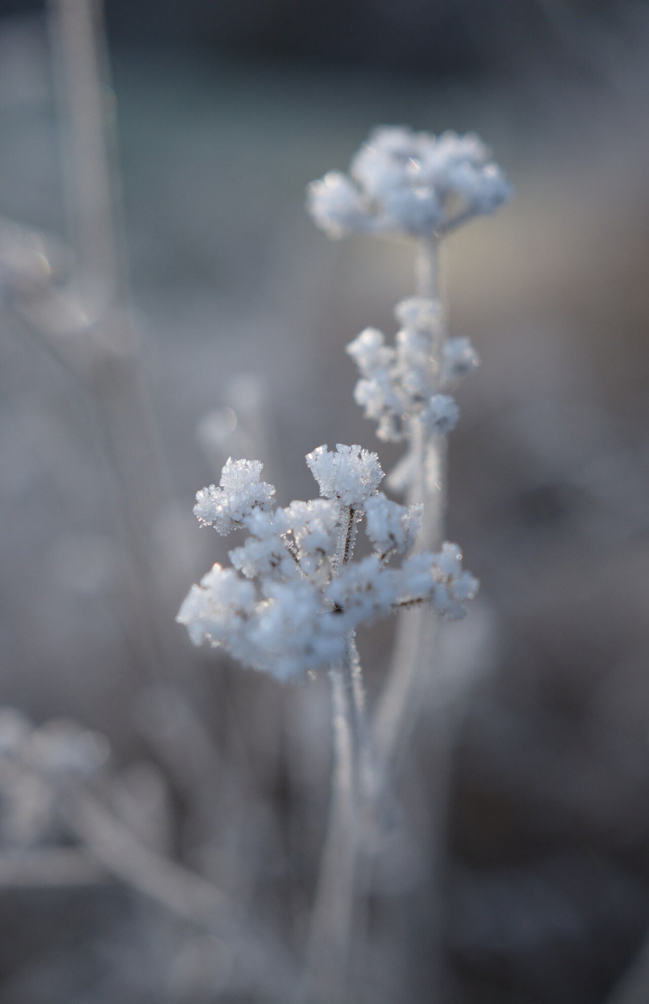 Frost-covered seed head on a winter plant