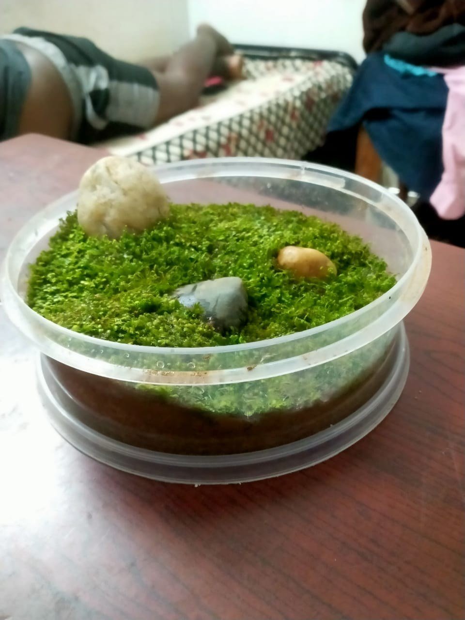 Glass terrariums filled with moss as wedding table centerpieces