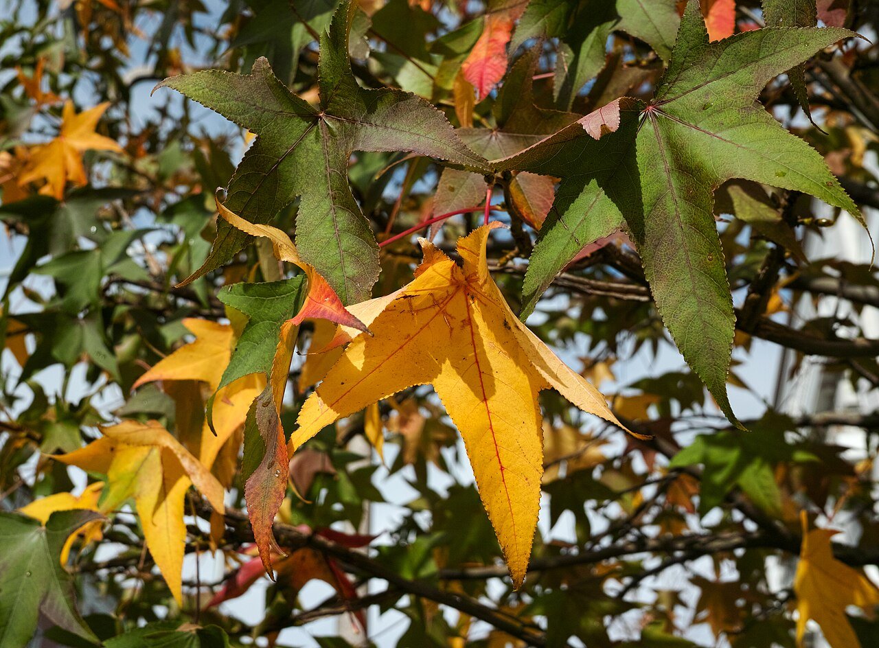 Yellow and red American sweetgum leaves in autumn