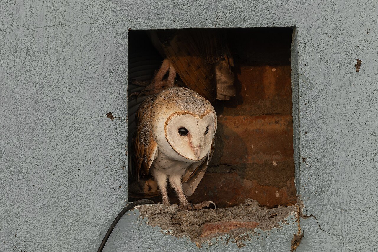 Barn owl peeking from a nesting hole