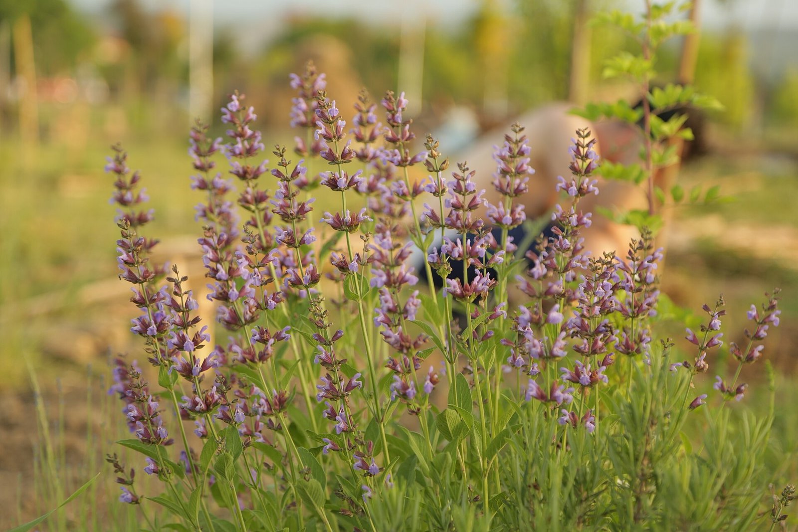Complete lavender luxe wedding ideas celebration with purple elegance