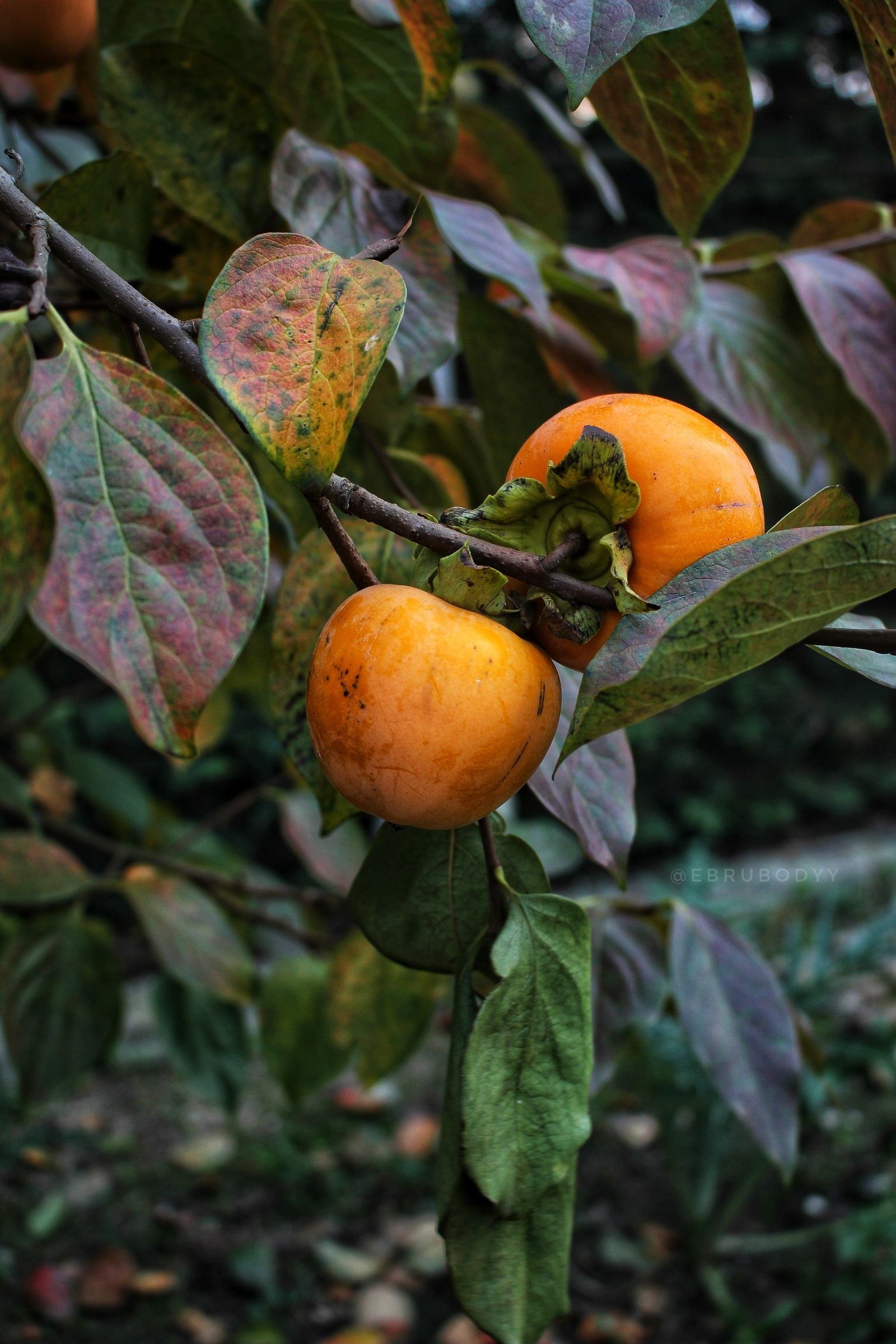 persimmon fall decor ideas — 6. Real Persimmons as Décor