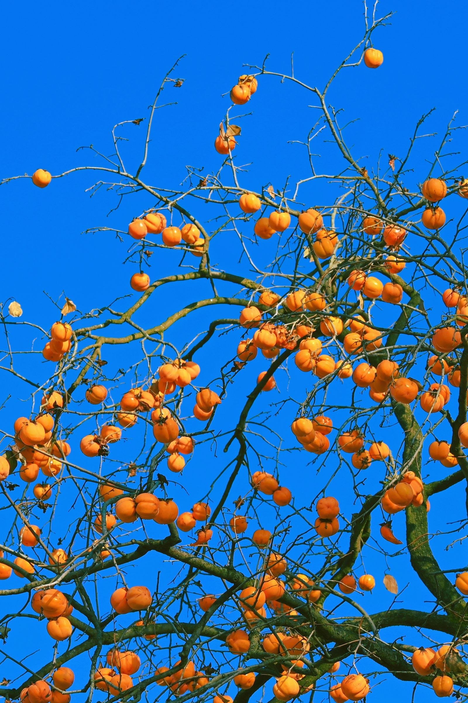 persimmon fall decor ideas — 8. Candlelight in Warm Tones