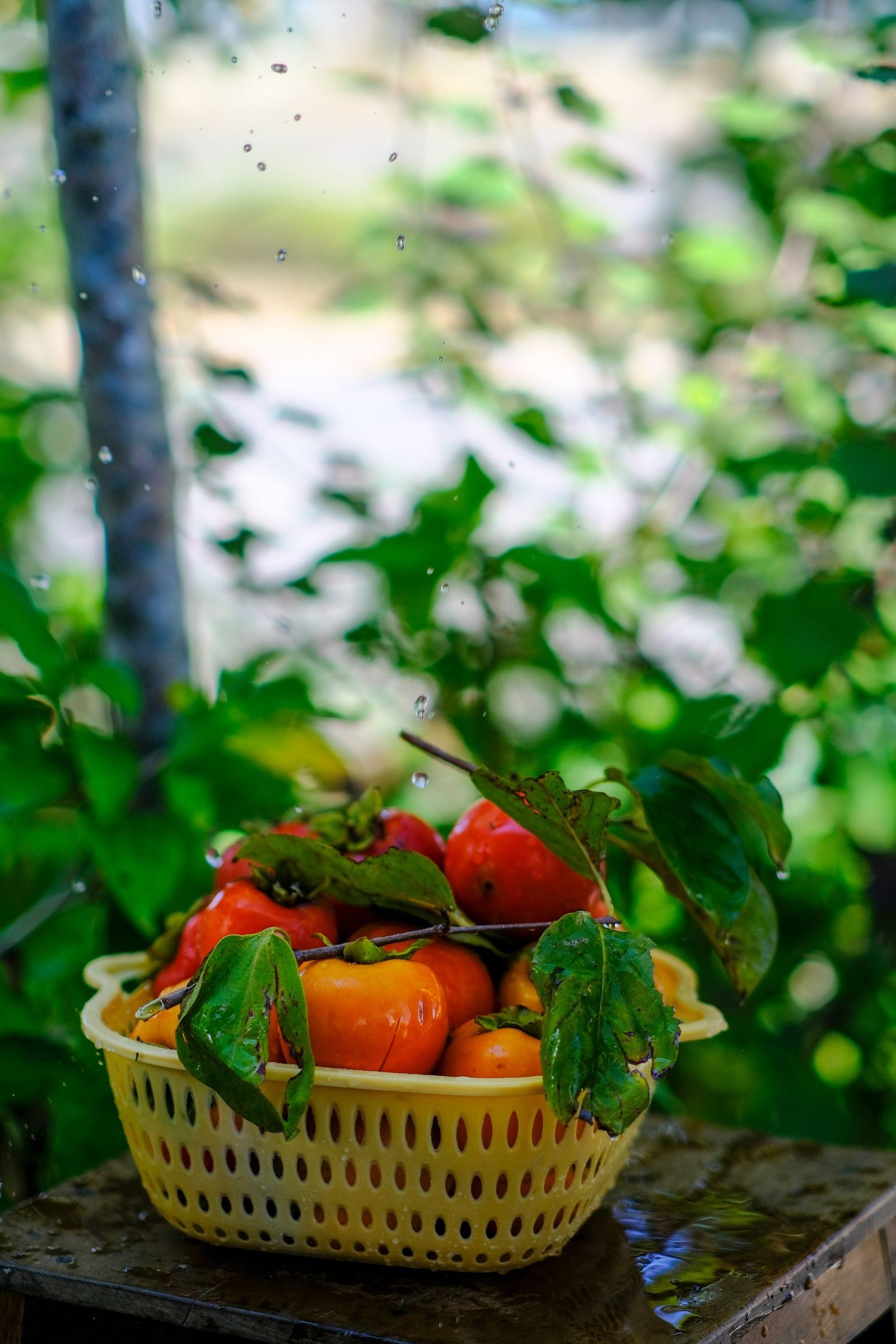 persimmon fall decor ideas — 10. Artwork with Persimmon Hues
