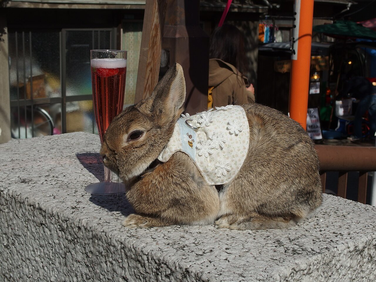 Rabbit wearing a tiny costume