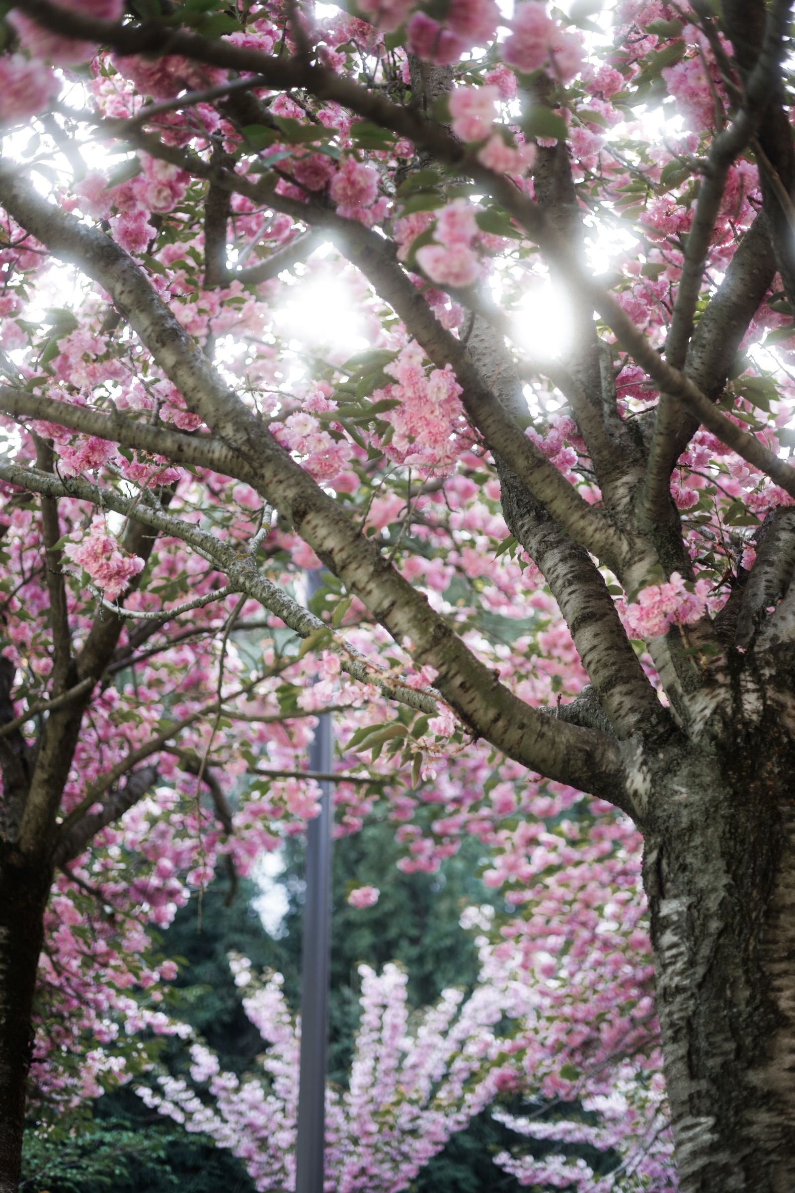 Cherry blossom branches evoking the delicate pink-red tones of cherry cola