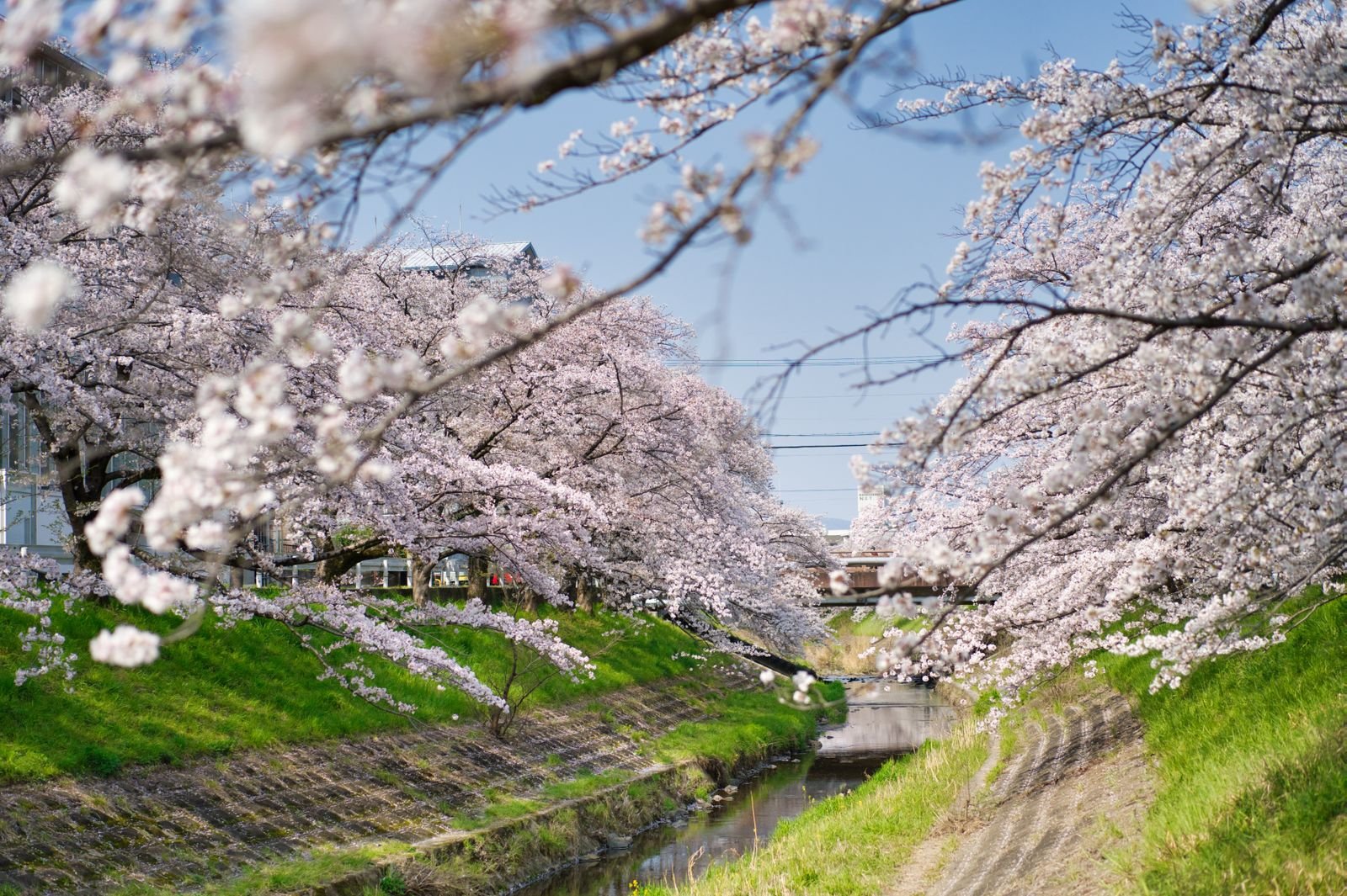 Cherry blossom trees in Japan reflecting the shade's rosy red hues