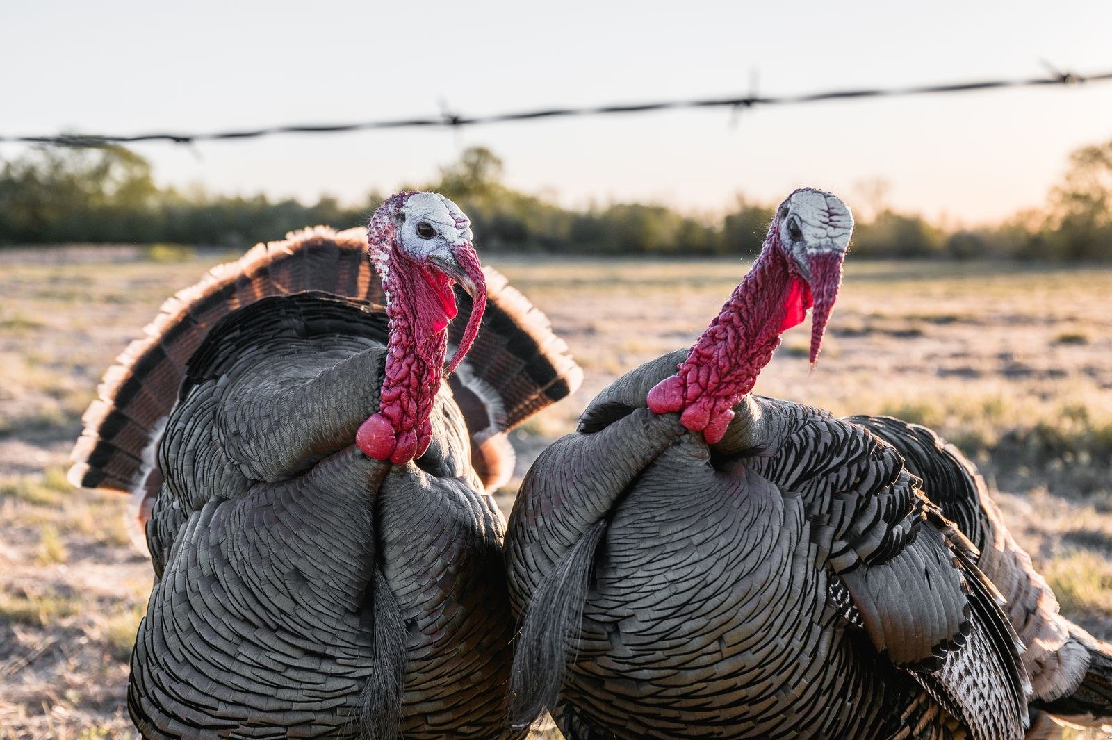 Dry Brine Basics for Turkey brine recipe
