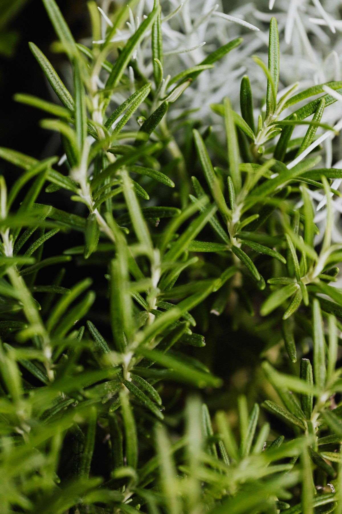 Homemade rosemary water being strained into a clean spray bottle
