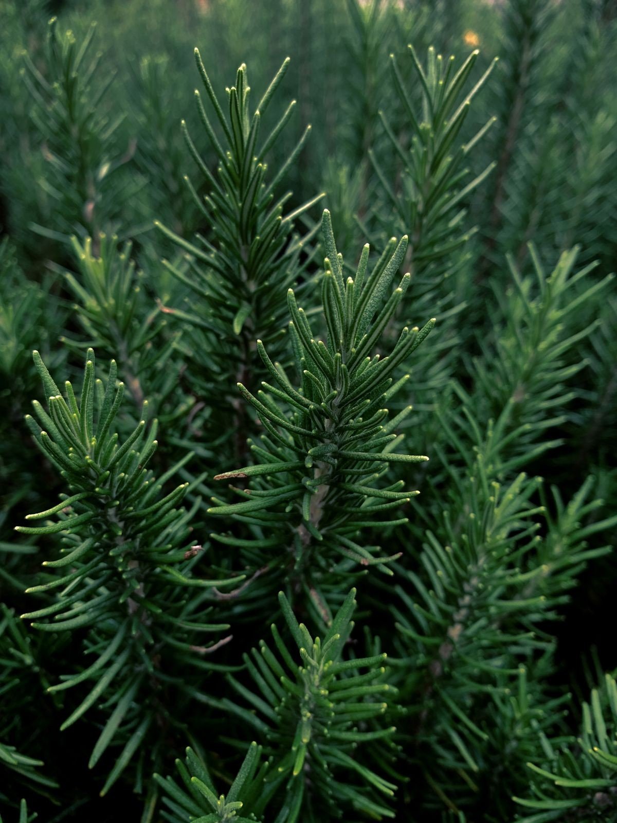 Refreshing oily hair roots with a light rosemary water mist
