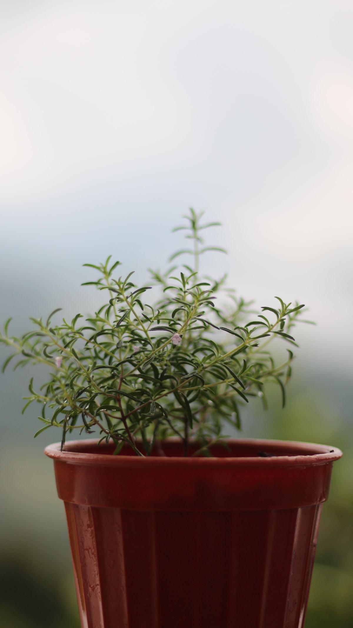 Hair oiling routine paired with a rosemary water rinse
