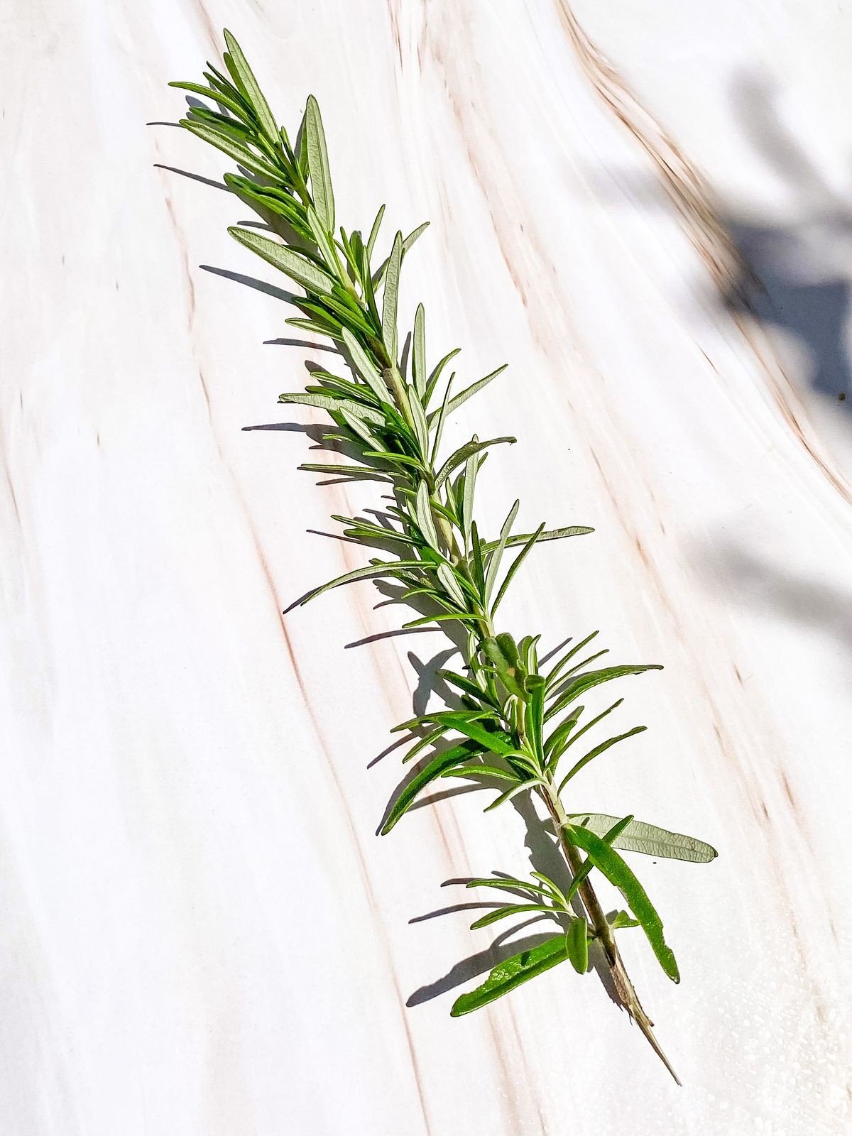 Morning hair ritual with rosemary water spray and a calm bathroom setting