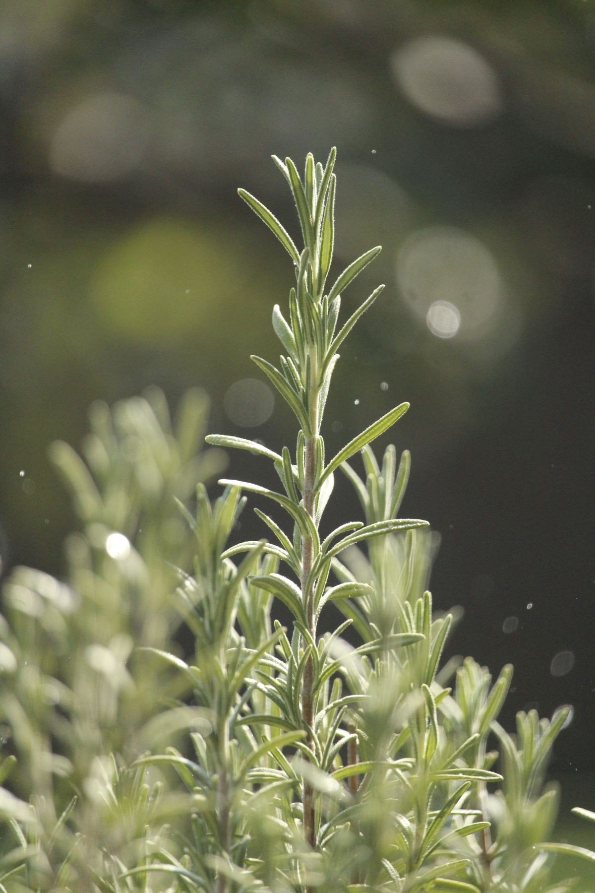 Refrigerated rosemary water stored in labelled glass bottles