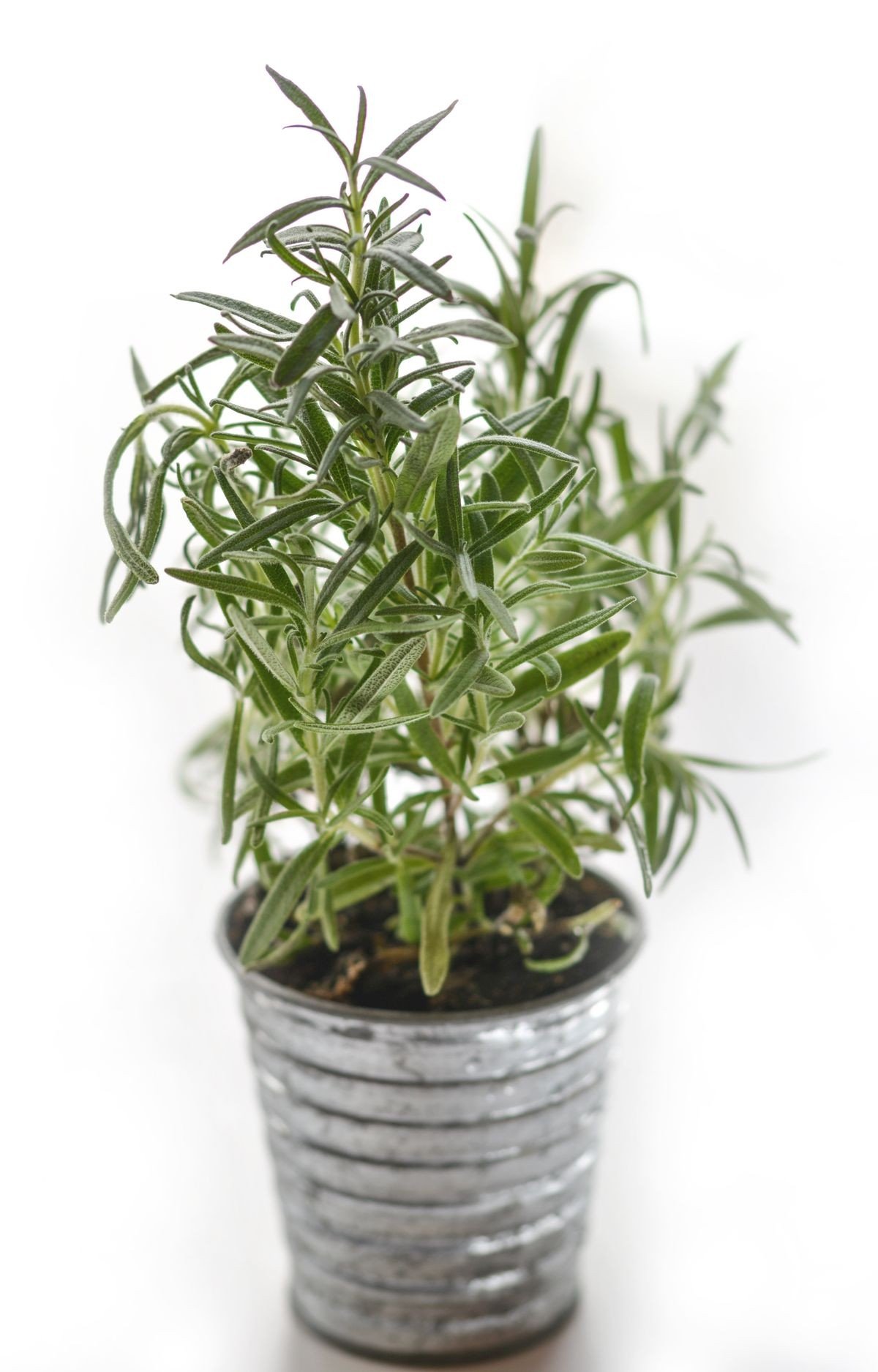 Minimal low waste hair care setup with rosemary plant and glass bottle