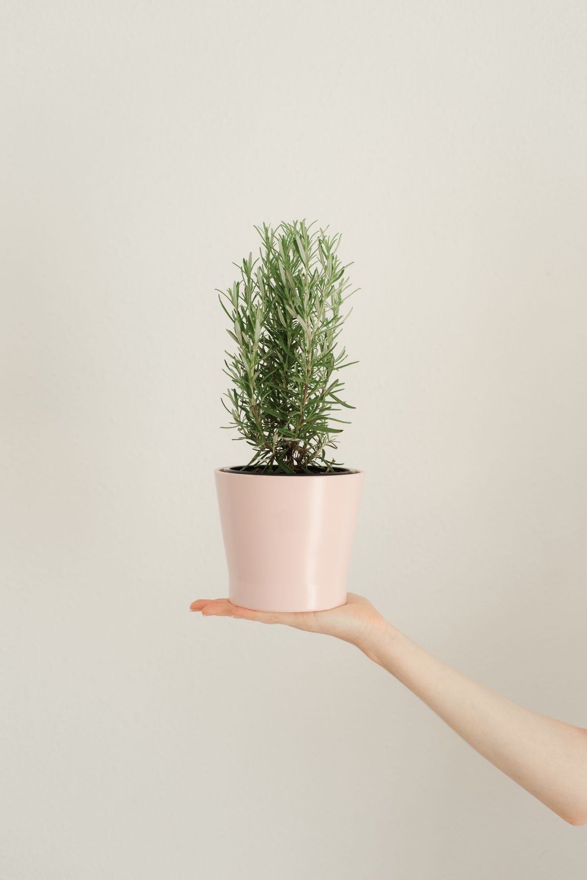 Checking rosemary water freshness before use in a bright bathroom