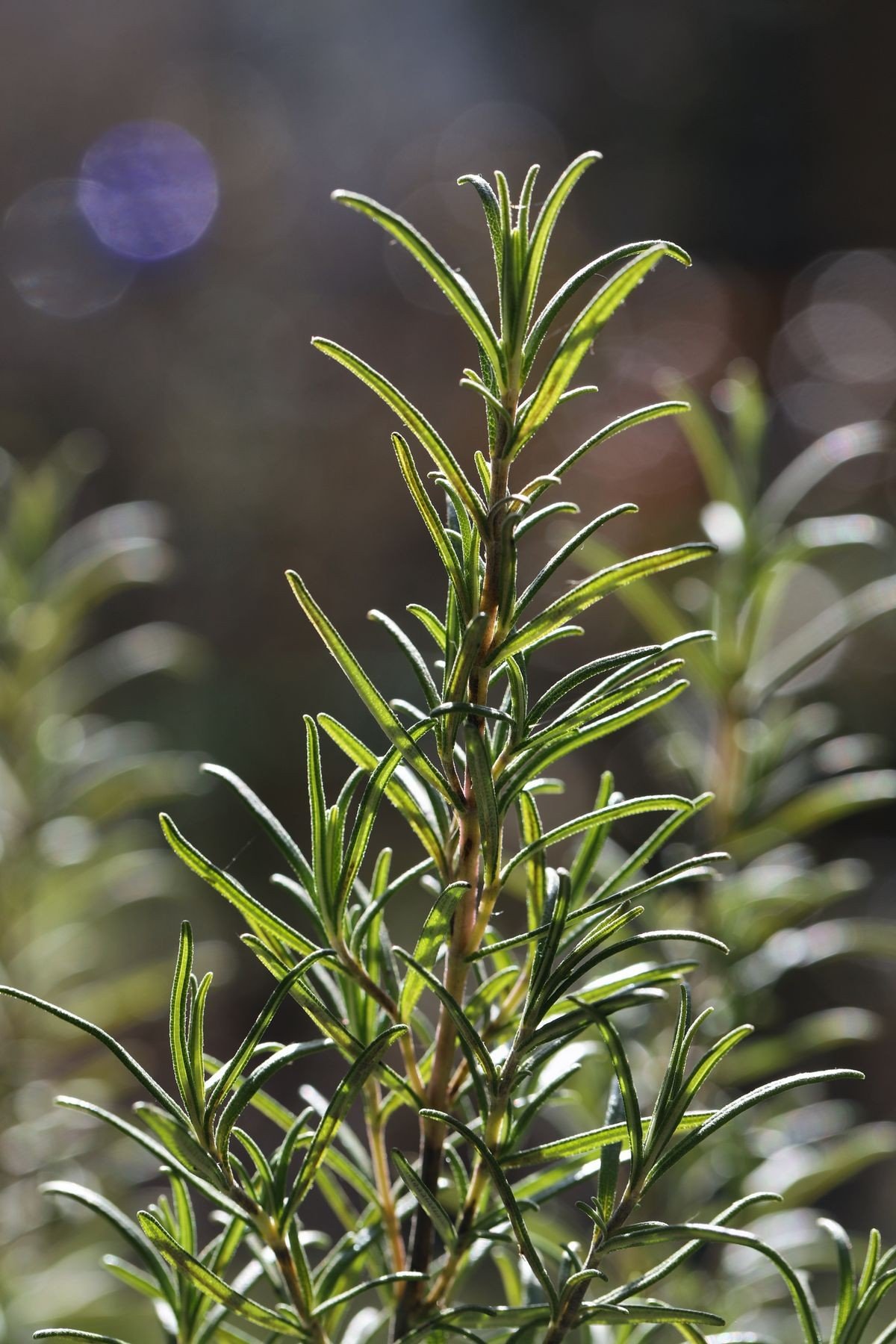 Seasonal rosemary water routine for summer freshness and winter care