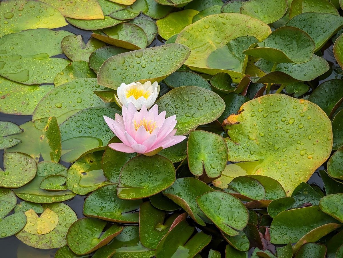 Water lily ceremony decor with floating flowers at Monet wedding