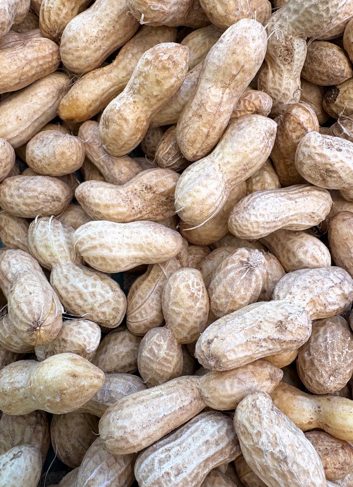 Sunflower seed butter balls as a peanut-free alternative to Butterfinger balls
