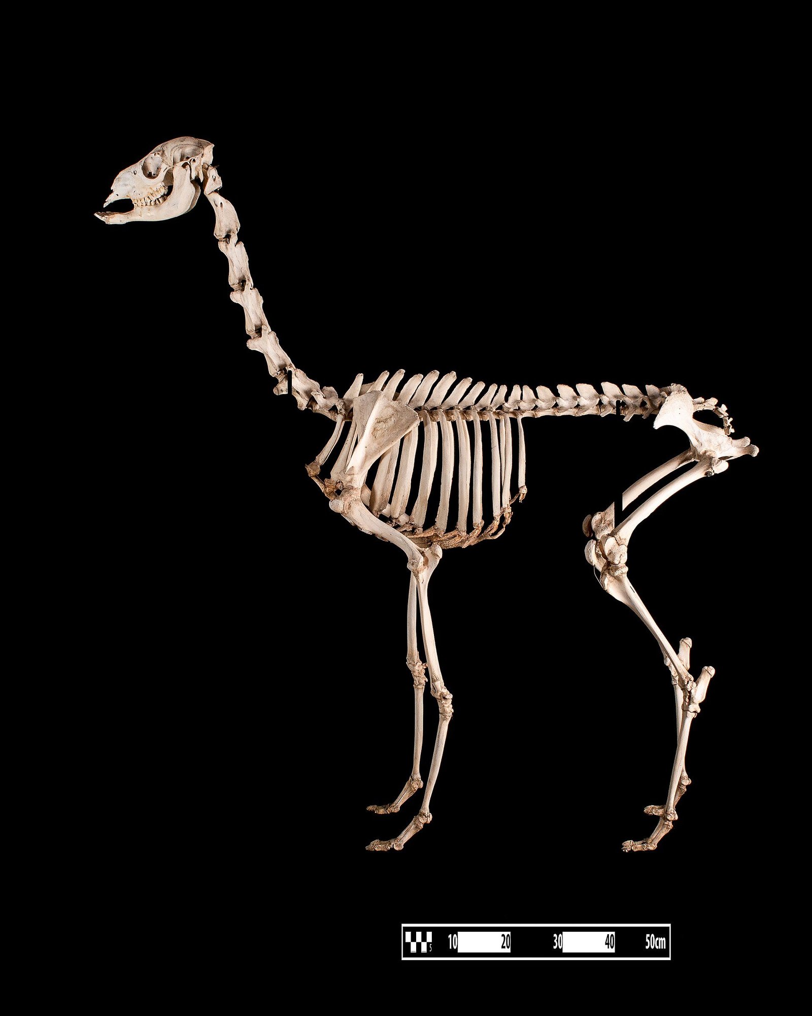 Skeleton soiree halloween party ideas showing the evening timeline and party flow