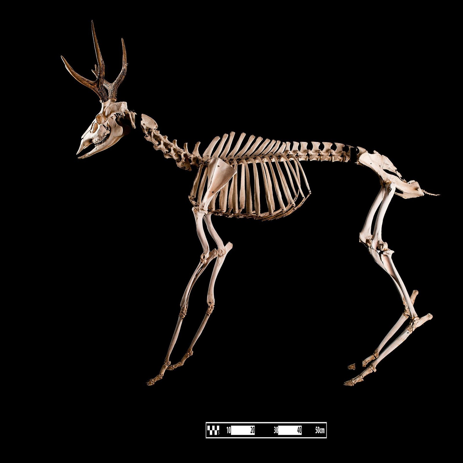 Skeleton soiree halloween party ideas with easy post-party cleanup and leftover packaging