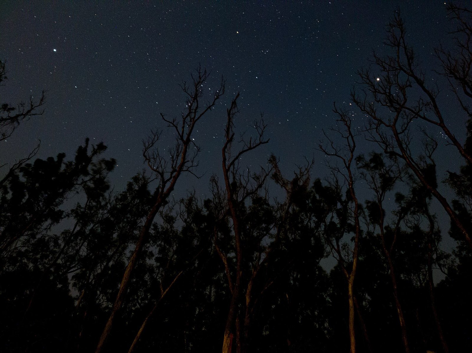 stargazing halloween party ideas — 9. Starry Cocktails and Mocktails