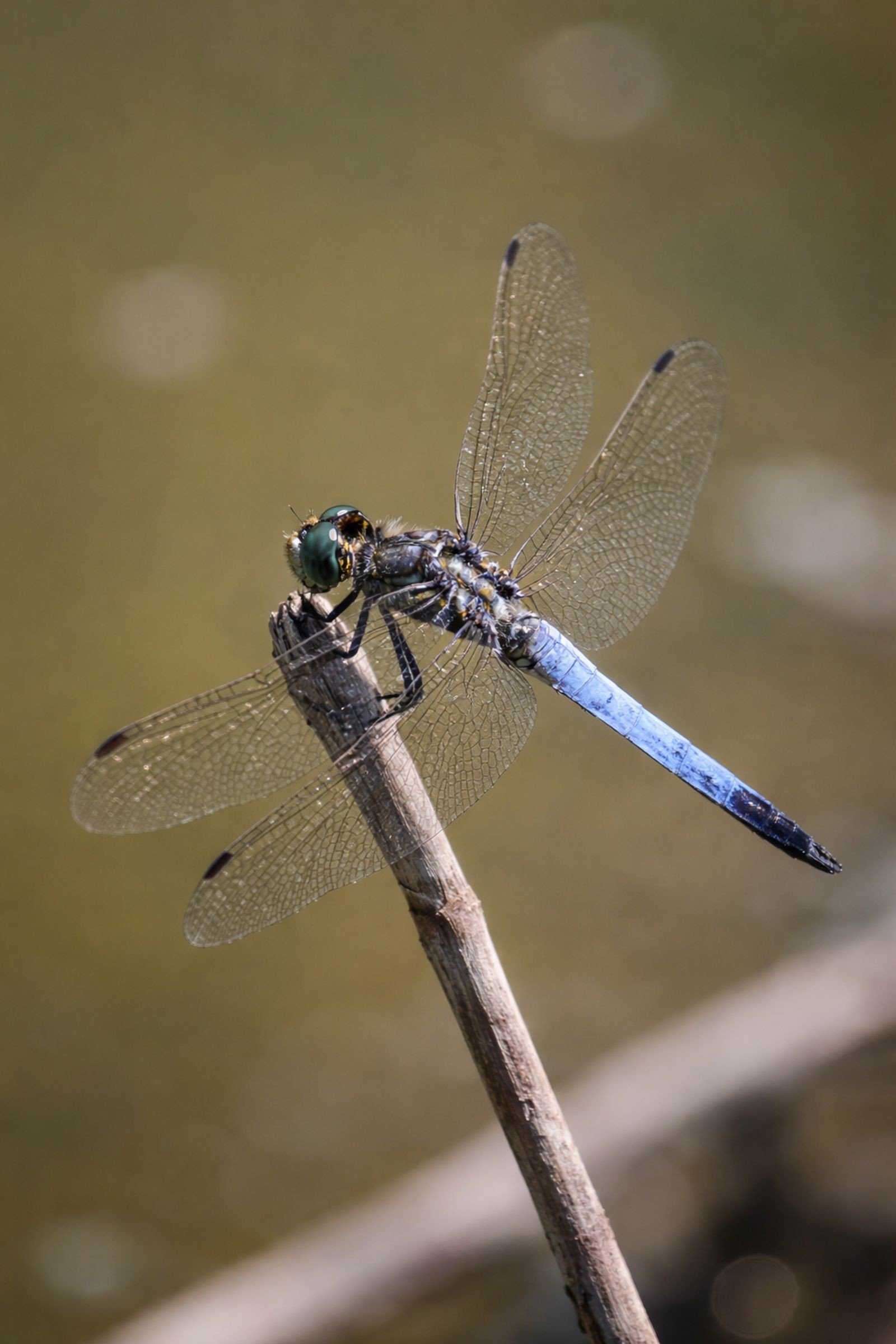 Dragonfly design on sky blue nails with white wings