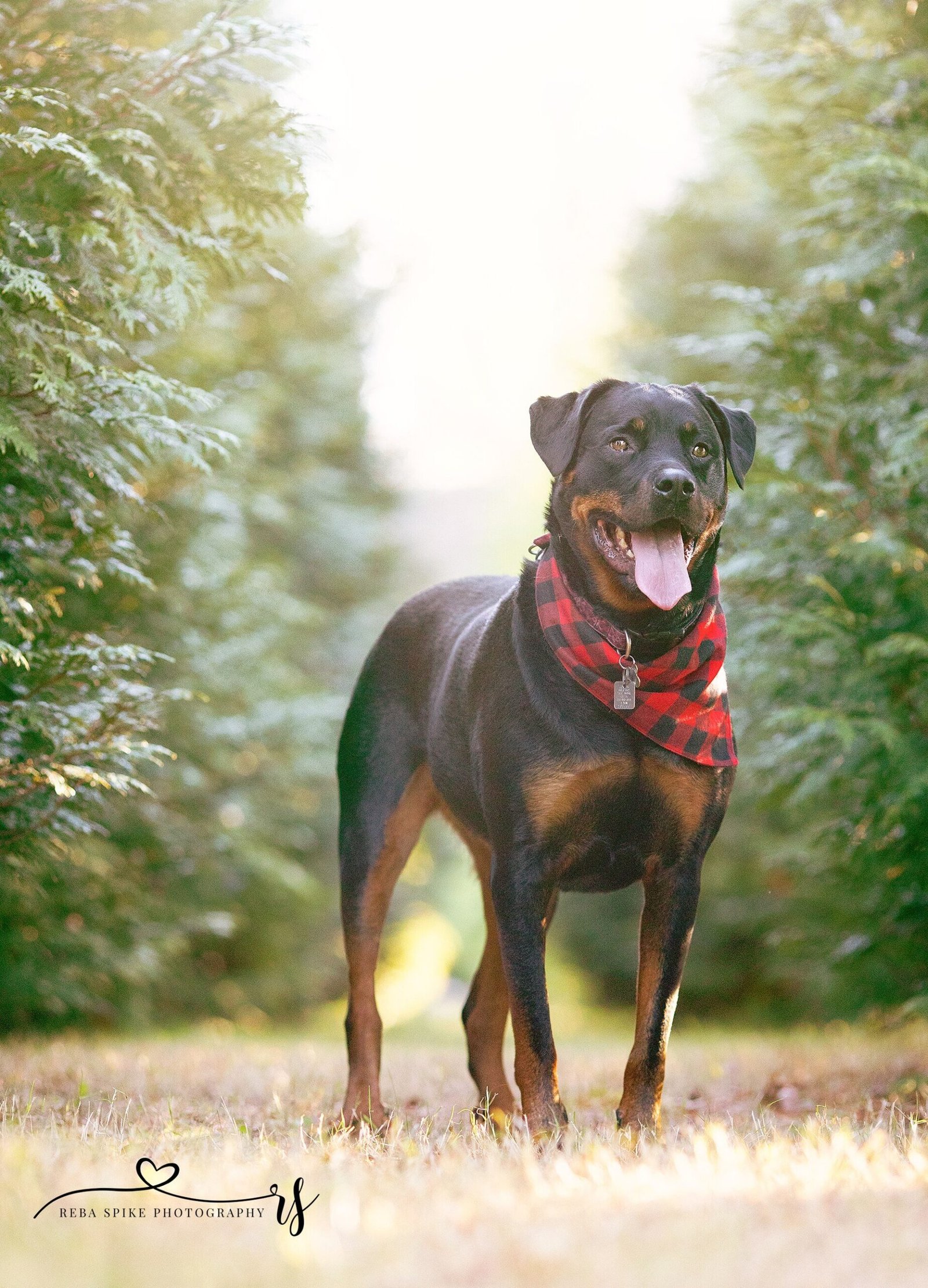Tartan christmas decor ideas pairing tartan ribbon with fresh Christmas greenery garlands