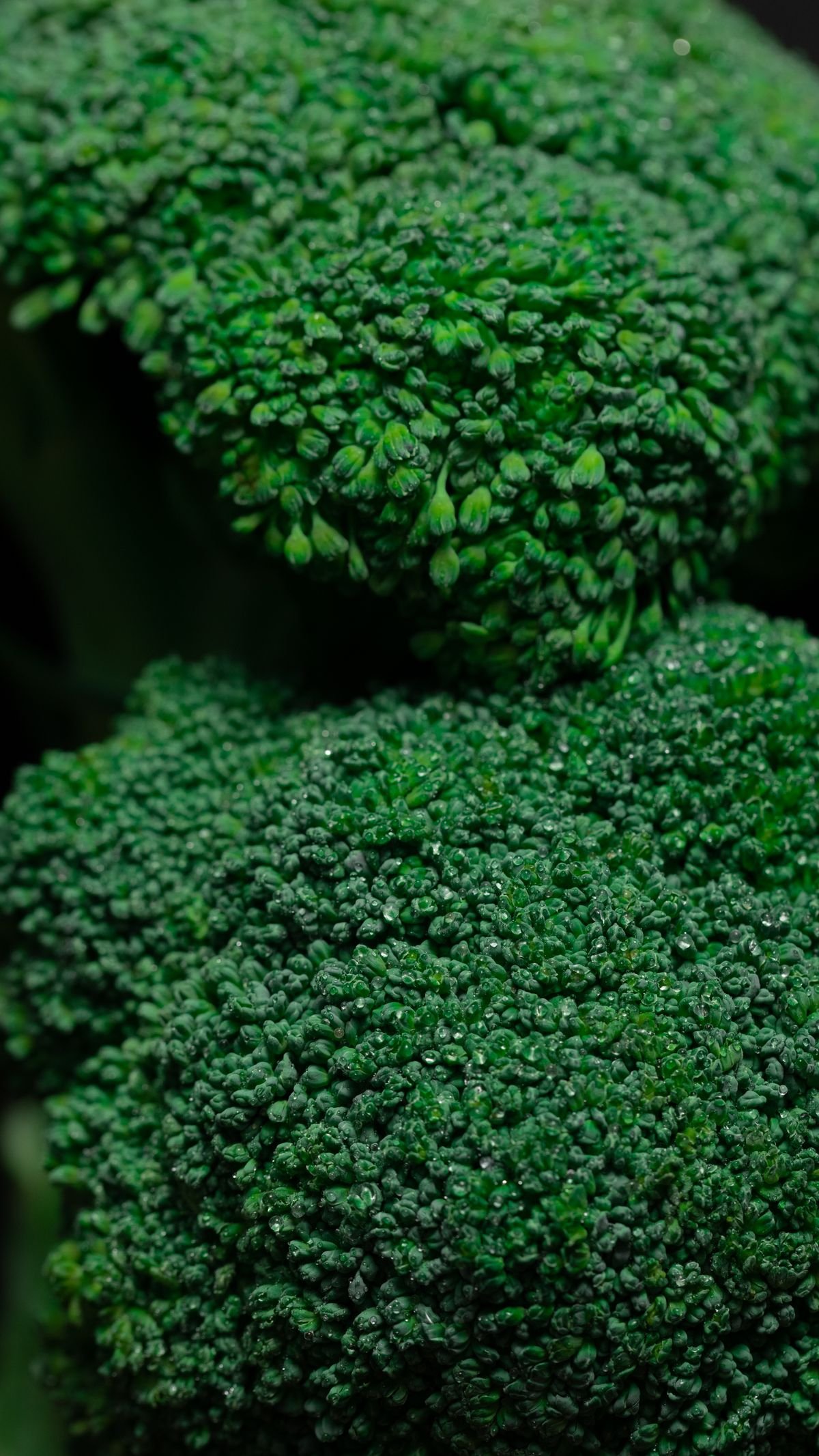 Fresh green broccoli florets