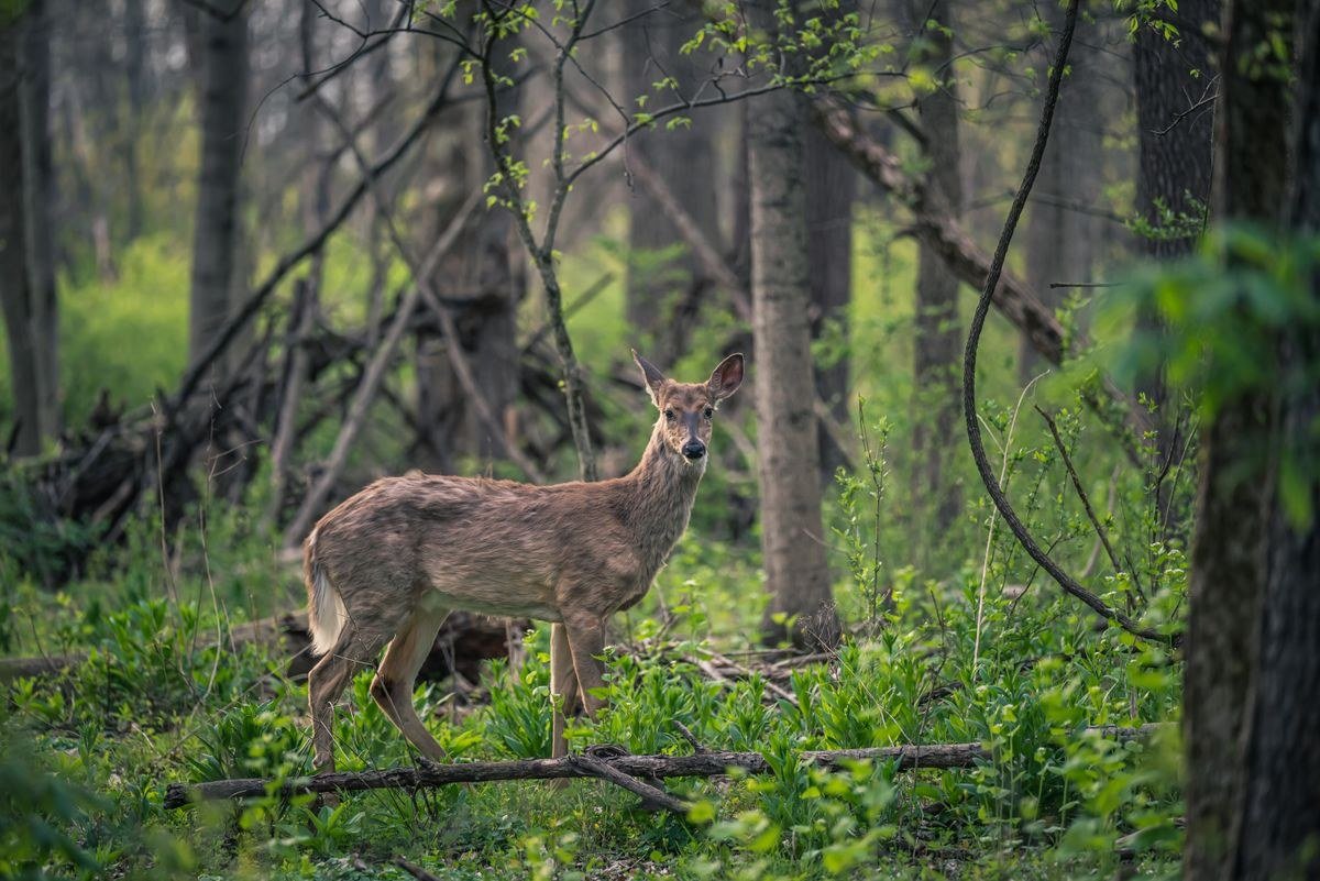 Deer aesthetic color palette with fawn brown cream taupe and moss green