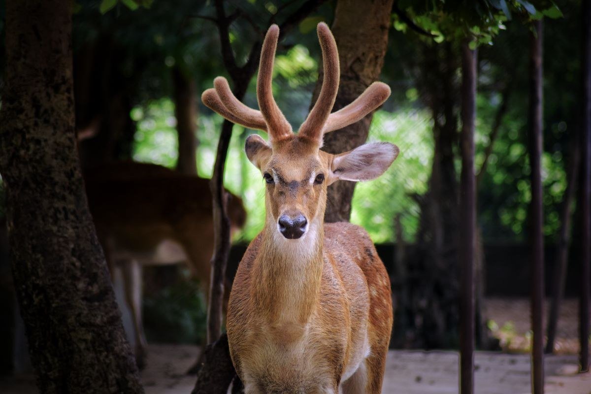 Summer deer aesthetic outfit with linen dress and sandals