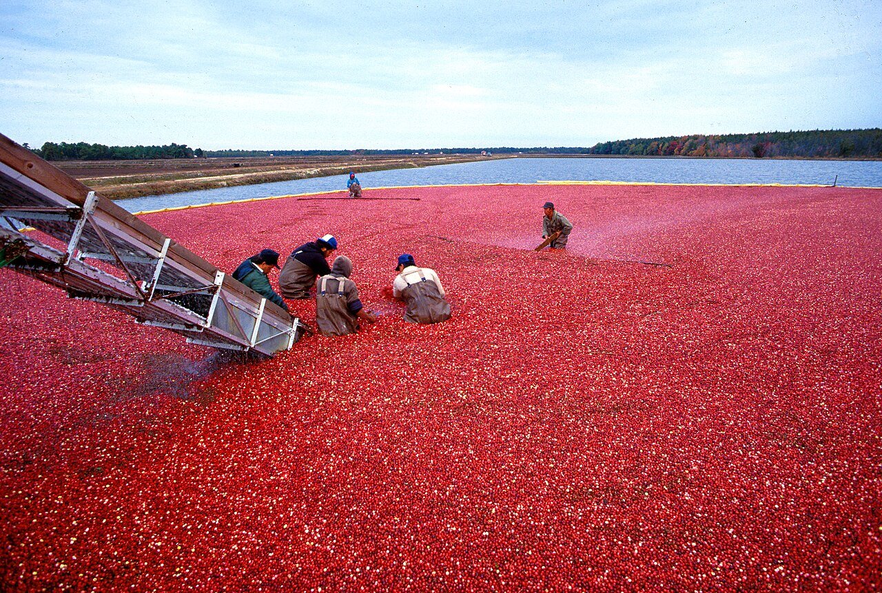 Fresh-harvested cranberries bring natural tartness to the filling