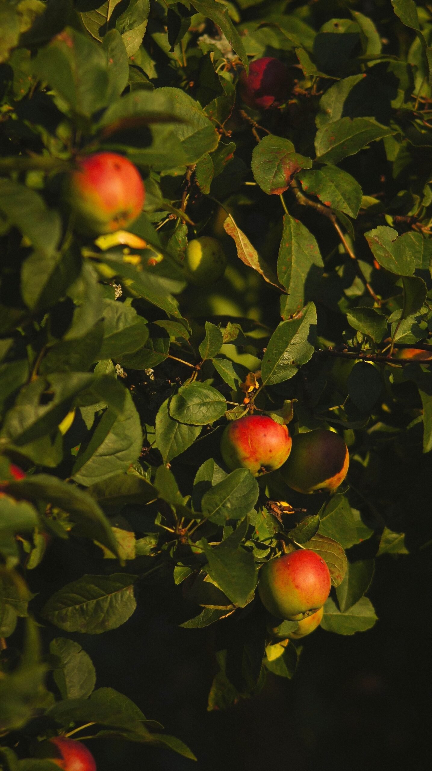 Fresh red apples beside baked apple cider doughnuts on a wooden table
