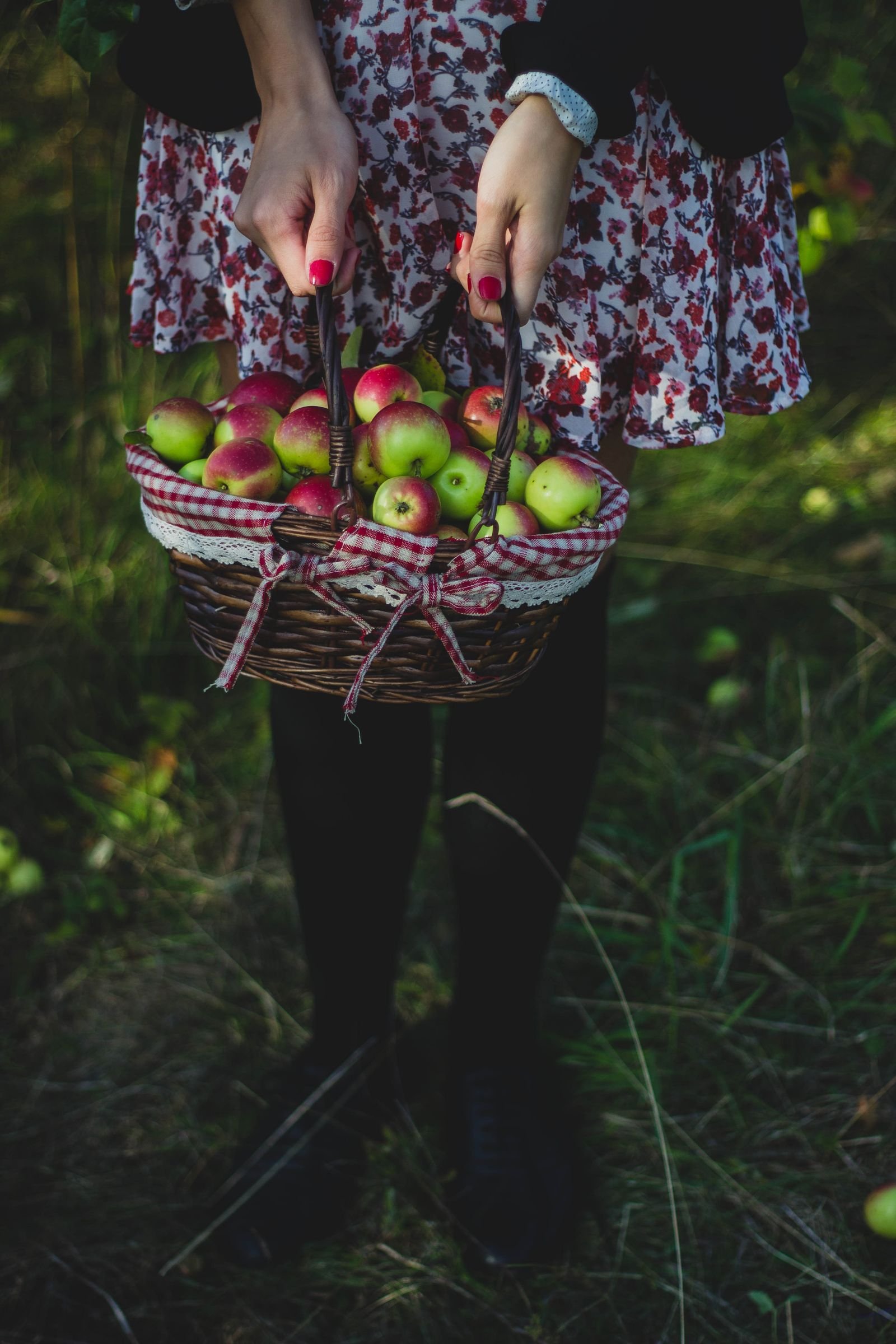 Hand picking a ripe apple in an autumn orchard for the doughnut recipe