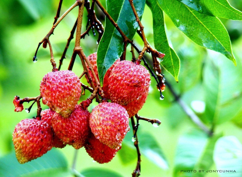 lychee eyeball punch recipe — The Eyeballs: Turning Lychees Into Spooky Sights